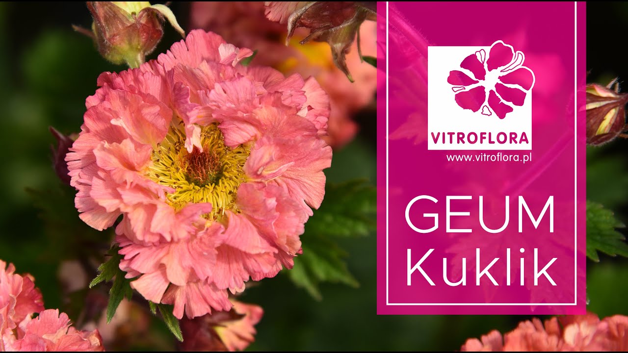 Kuklik (Geum) - Oferta i zalecenia uprawowe - VITROFLORA