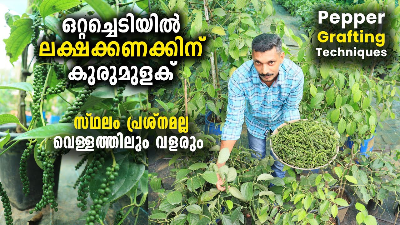 ഒറ്റച്ചെടിയിൽ ലക്ഷക്കണക്കിന് കുരുമുളക് |സ്ഥലം പ്രശ്‌നമല്ല, വെള്ളത്തിലും വളരും | Pepper Grafting Idea
