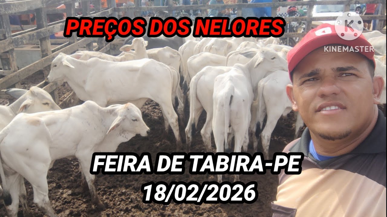 Preços dos Bezerros Nelore na Feira do Gado de Tabira-PE dia 18/02/26