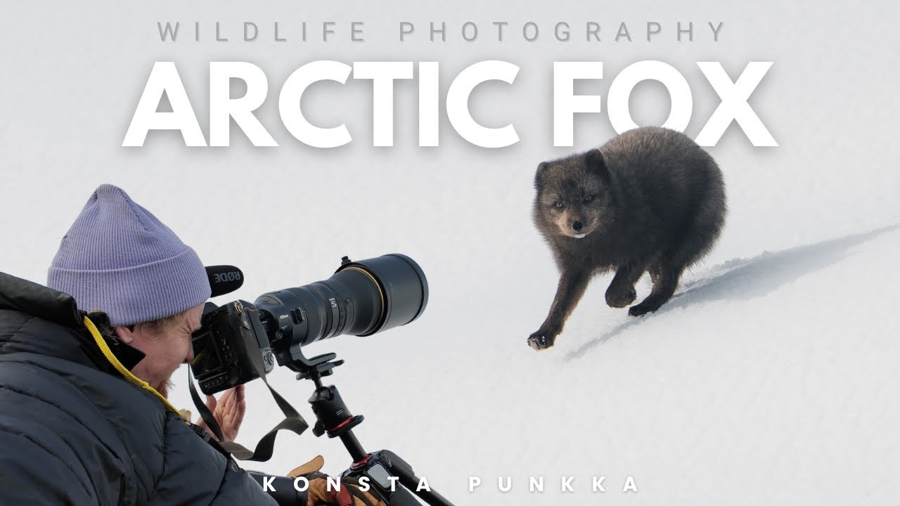 I Spent a Week Photographing Wildlife In Hornstrandir Iceland