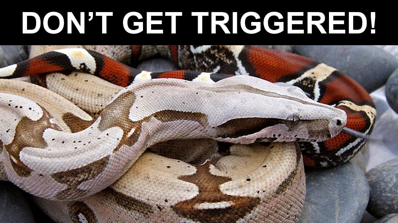 Controversial Boa Trigger Topics: AVOID on Social Media!