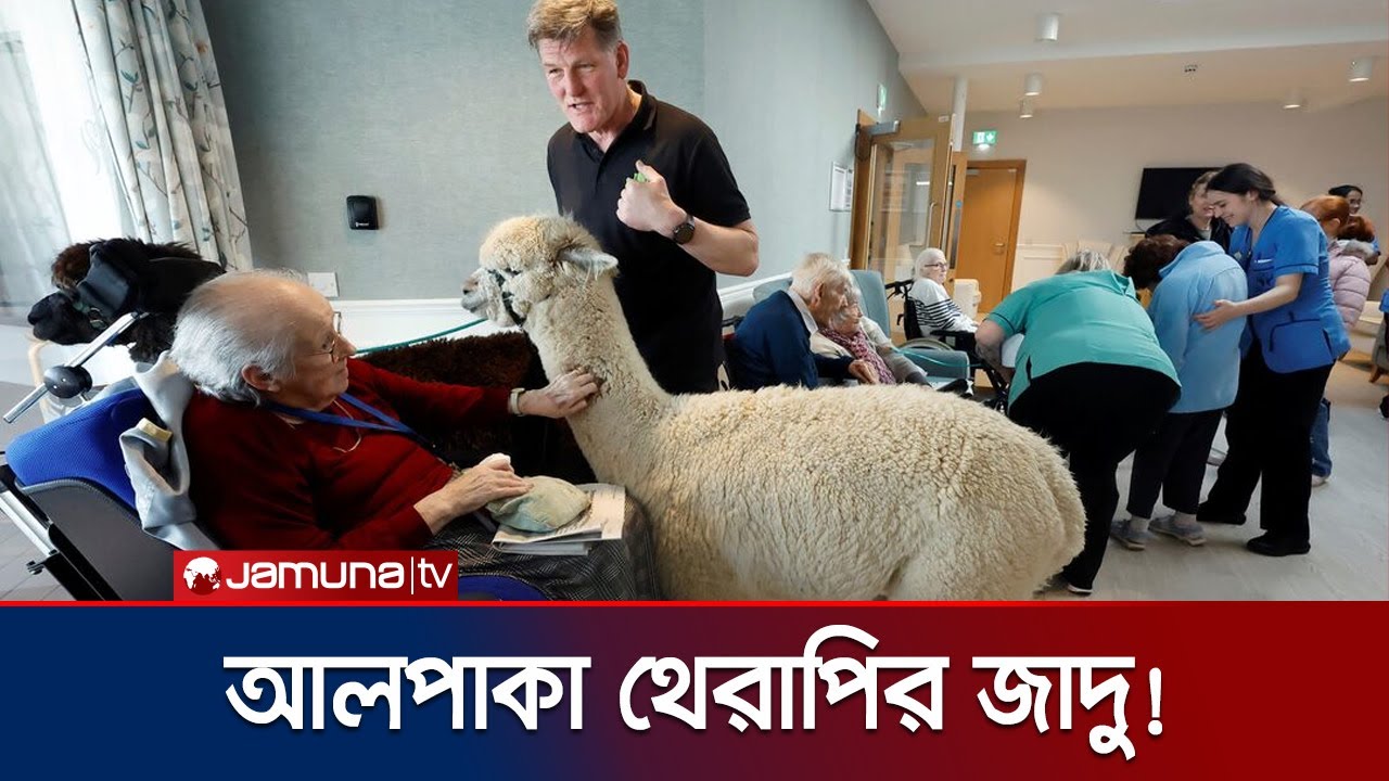 আলপাকা থেরাপি; আয়ারল্যান্ডে মানসিক স্বাস্থ্য সেবায় নতুন দিগন্ত | Irish Alpaca Therapy | Jamuna TV