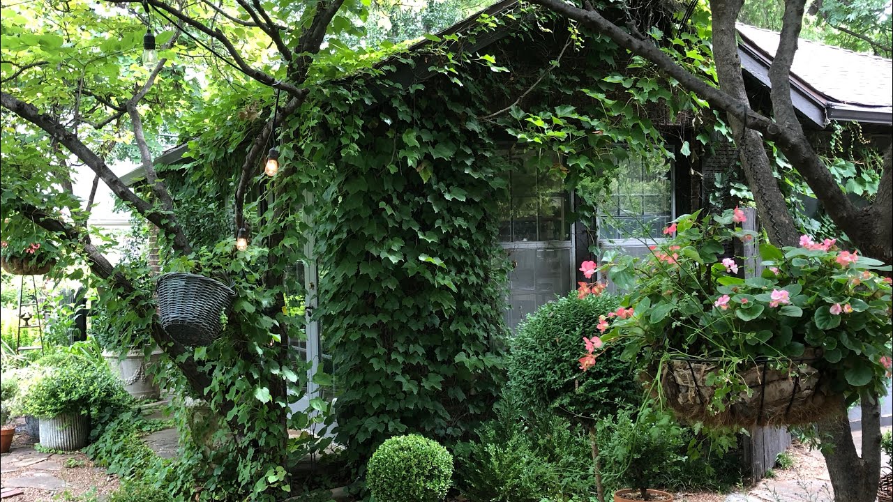 How I Grow Ivy on My Brick Studio