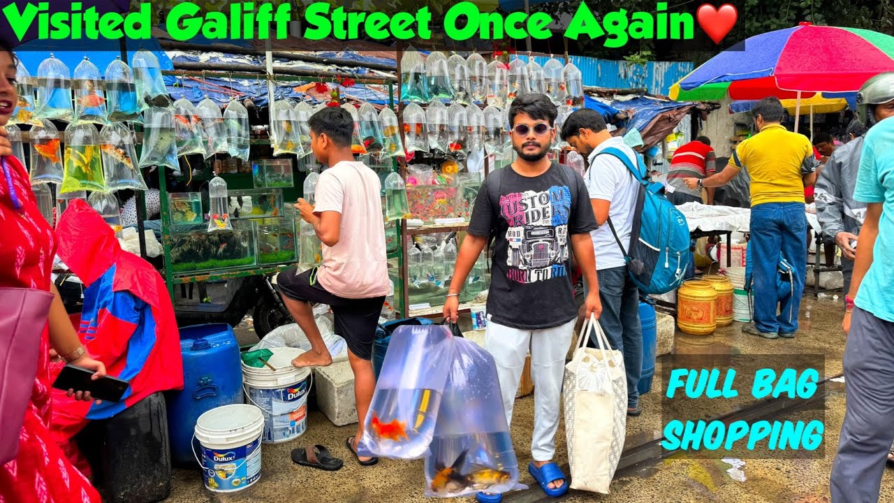 Shopping at Galiff Street❤️❤️ | Arowana, Milky Koi, Guppies, Shark, Angels etc.