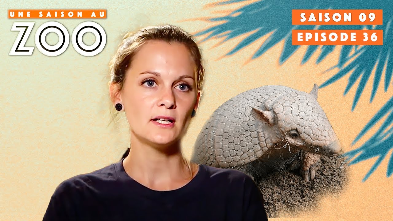 Entraînement médical avec Câline la chimpanzé | S09EP36 | Émission Intégrale | Une Saison Au Zoo