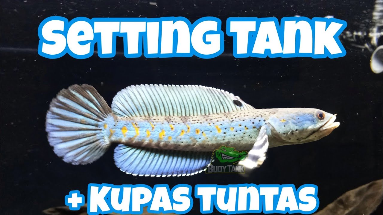 Setting Tank Channa Blue Pulchra | Tank Setup for Channa Pulchra #BudyTank