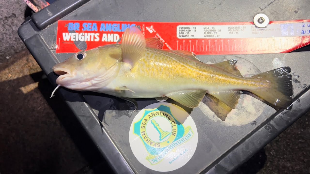 Hunting for cod on roker pier