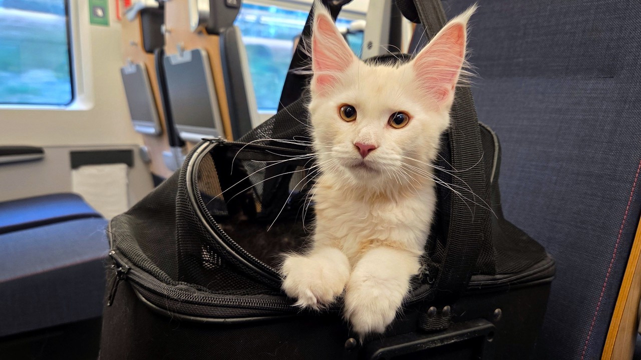 Kitten Clara Moves to Her New Family!