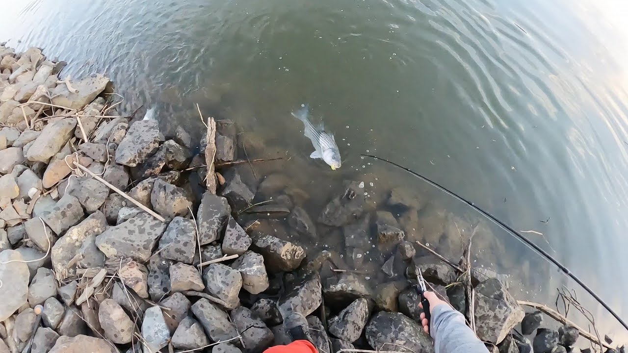 The Evening Striper Bite Was Amazing On the Sacramento River