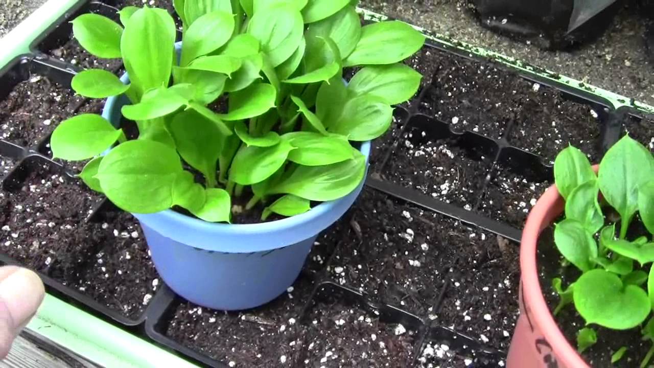 CALLA LILIES GROWN FROM SEED