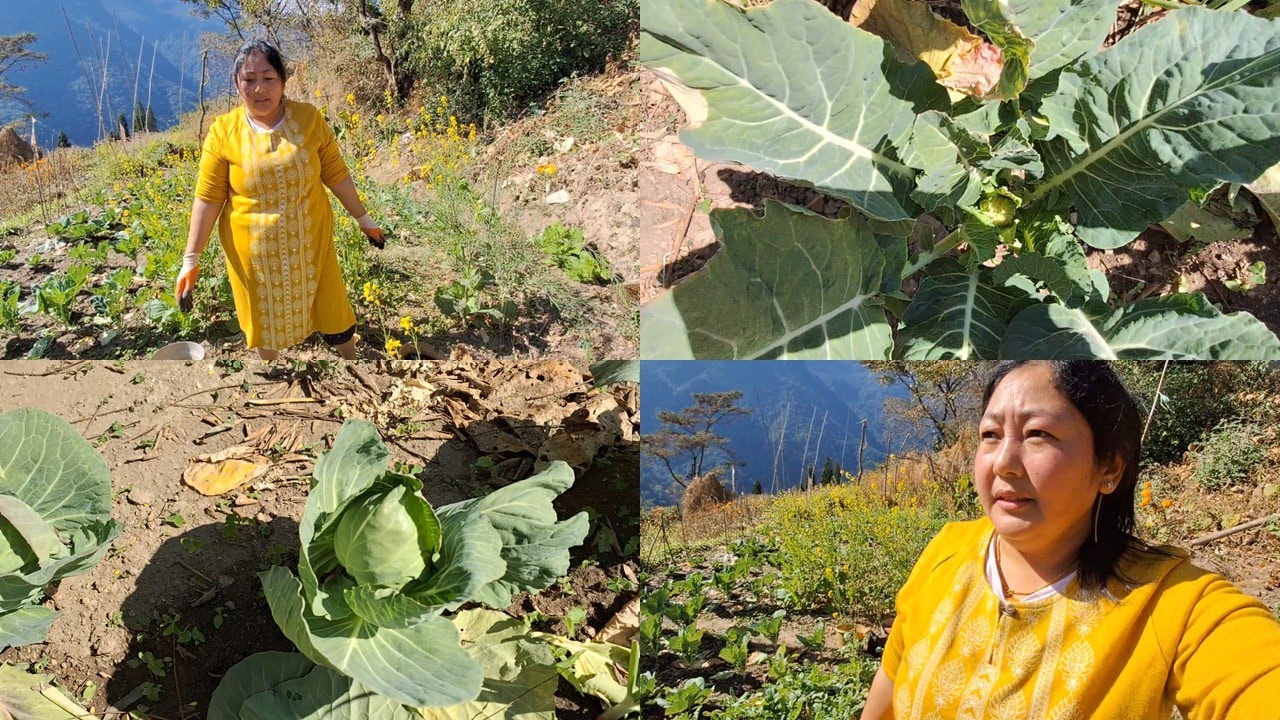 KITCHEN GARDENING, PLANTING CHILLI SAPLING IN COLD WEATHER ( Bina Rai Vlogs)