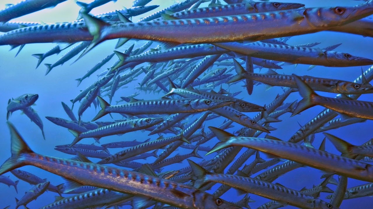 Scuba diving USTICA (HD)
