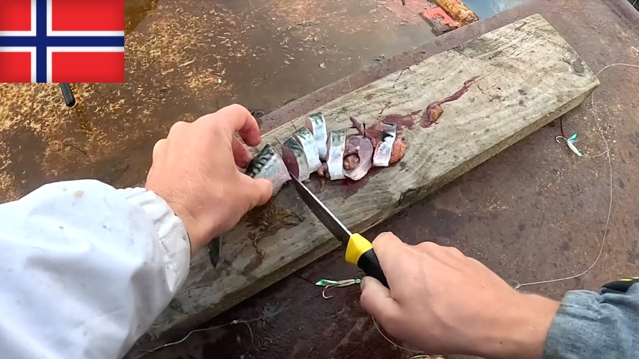 Žvejoju skumbres ir ant jų porcijų fjorde