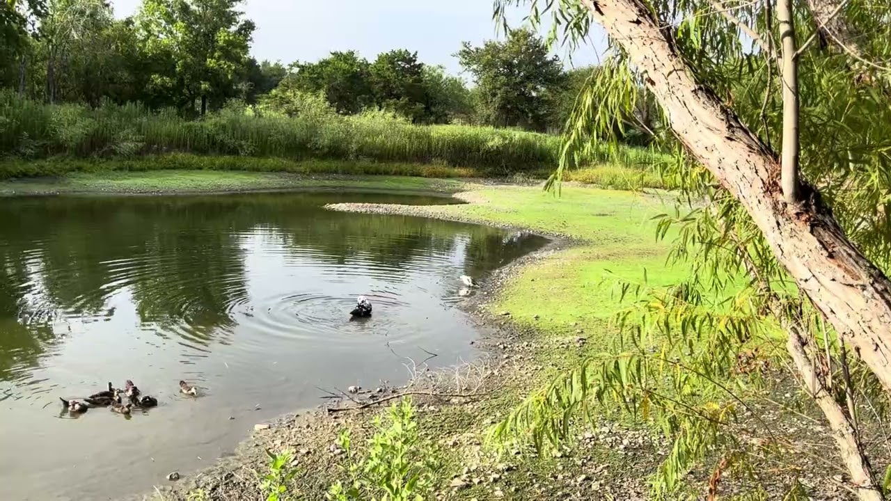 Swimming Muscovy Ducks & Ducklings. 