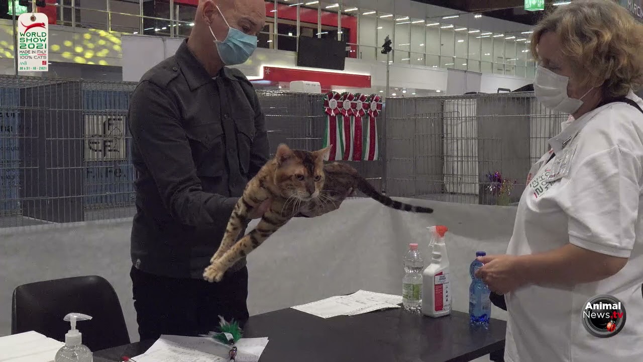 FIFe WORLD CAT SHOW 2021 ITALY - Judgements Part 1