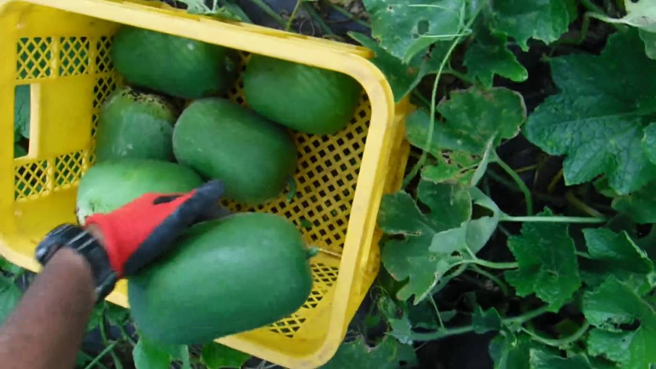 ８月２９冬瓜の収穫