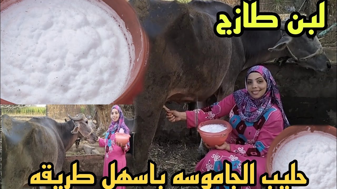 بناء على طلبكم حلابة الجاموسه 🐃 أو البقره 🐄باسهل طريقه