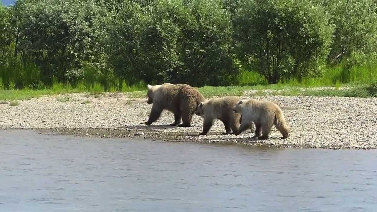 Float Trip Moraine Creek Alaska 2013