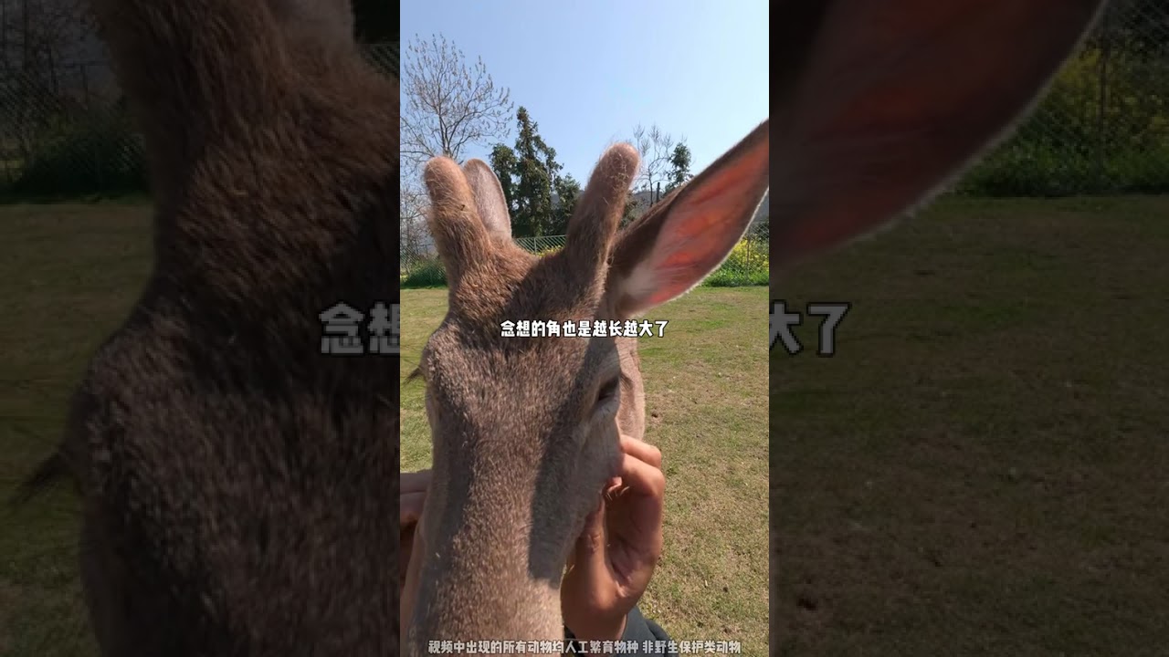 Morning in Nianxiang Village: A Glimpse into Rural Life