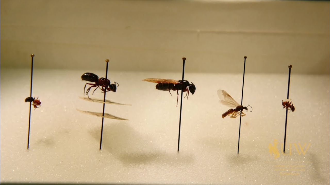 Ants or Termites | From the Ground Up