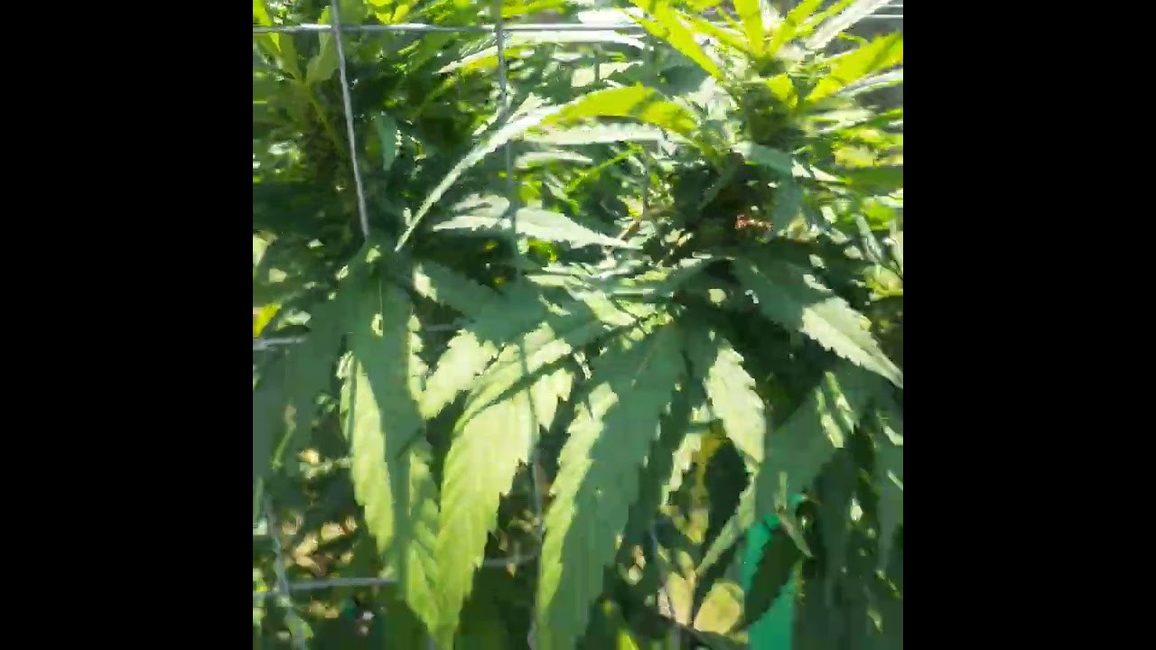 Outdoor grow Platinum OG 🔥 Mendo dope