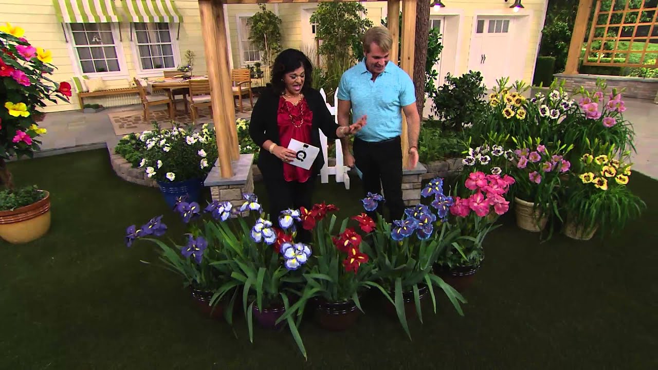 Cottage Farms 5-pc Butterfly Japanese Iris Collection with Antonella Nester