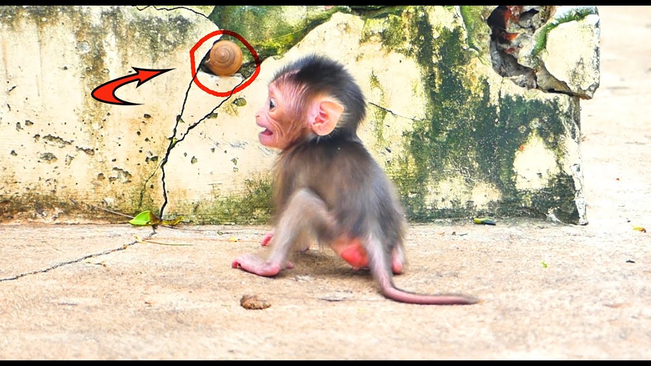 Smart little baby monkey and smart mother look so lovely