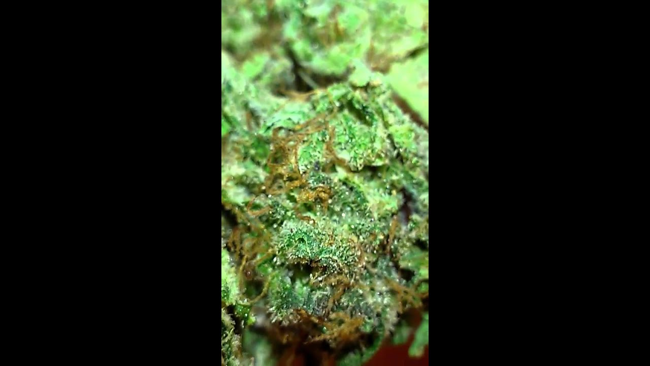 Blue berry trainwreck Kush