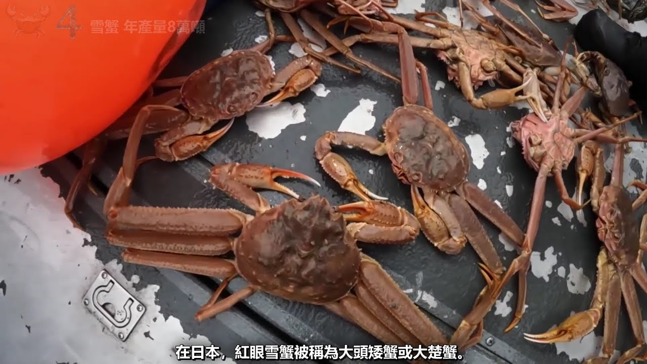 全球產量最多的11種美味螃蟹