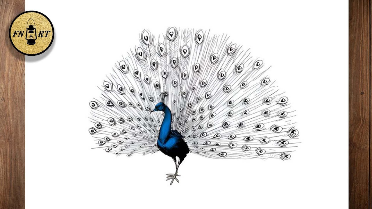 How to draw a peacock with open feathers