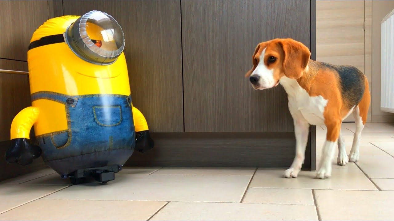 Funny Beagle Dog PRANKED by RC MINION ROBOT