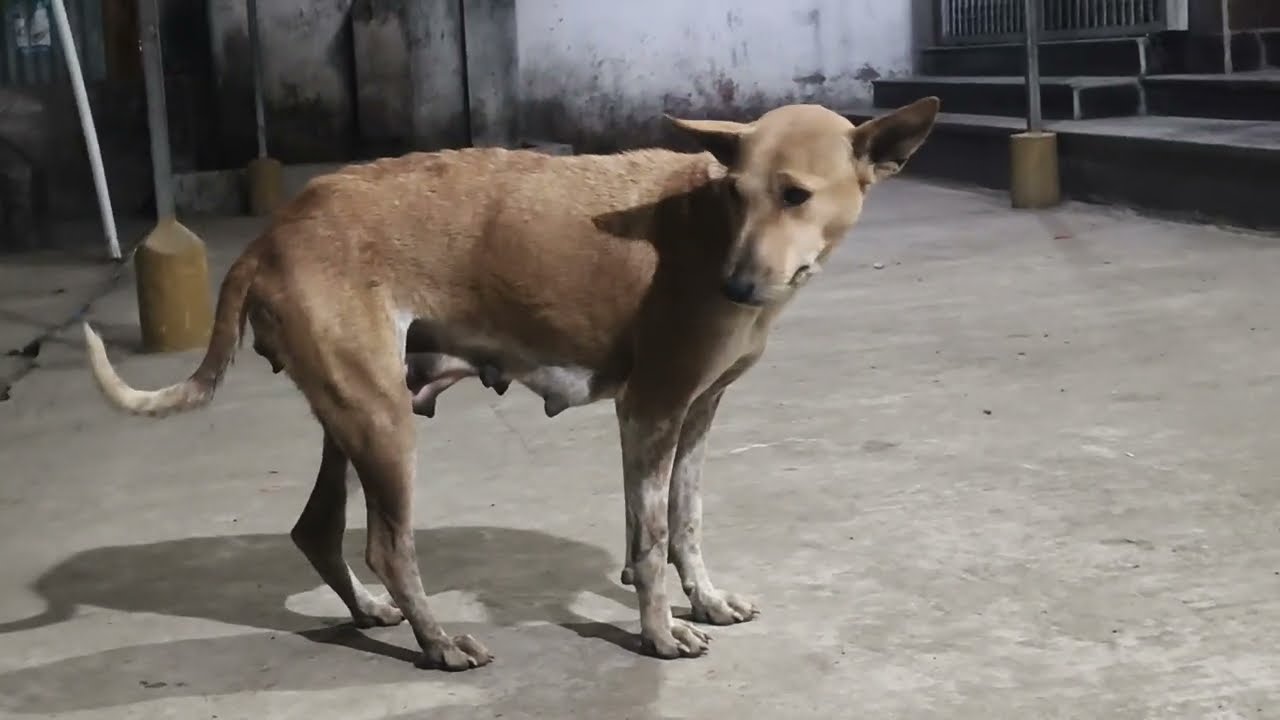 #dogs #doglover #dogshorts #streetdogslife ,#streetdoglove