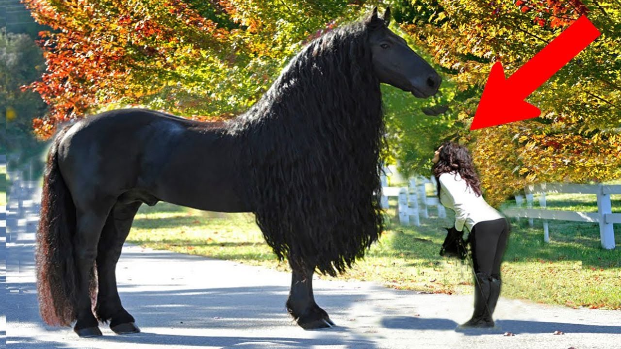 The Most Loyal Horses On Earth
