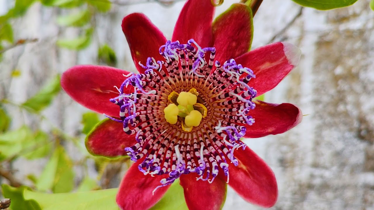 VEJA PORQUE AS FLORES DO MARACUJÁ PODEM CAIR.
