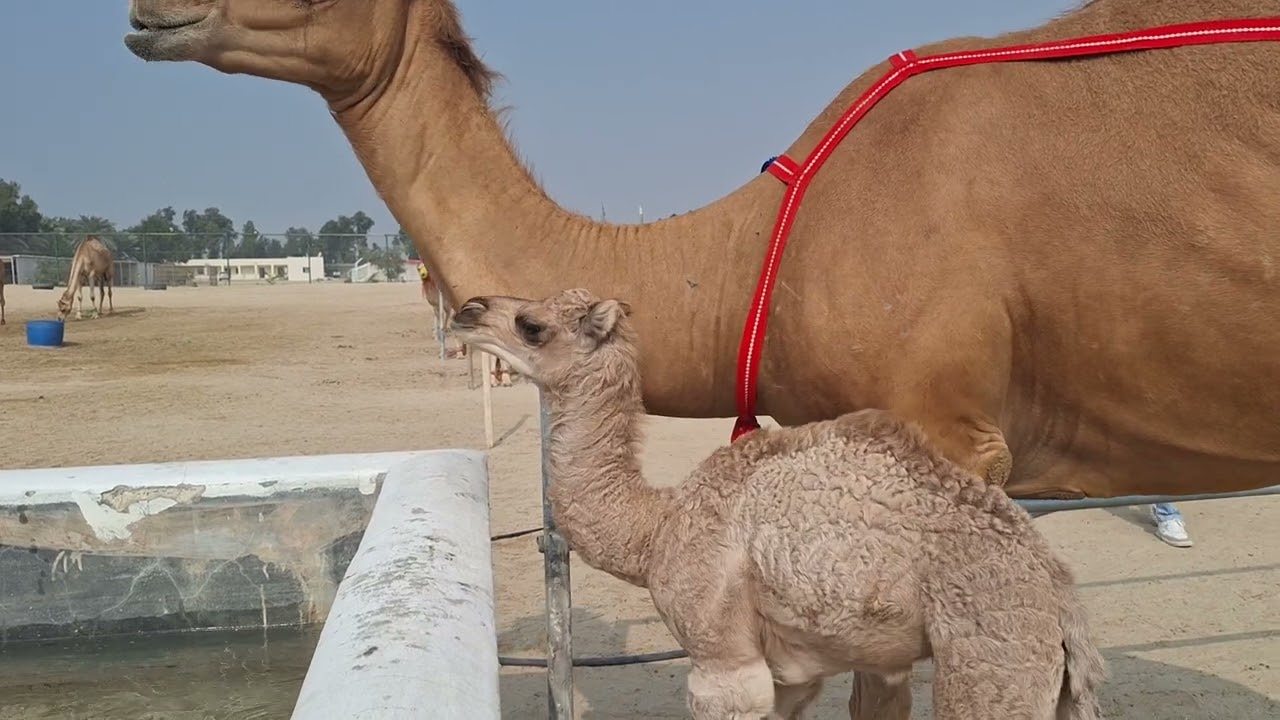 🐪Camel Farm 🐪BAHRAIN🐪Persian Gulf🌏