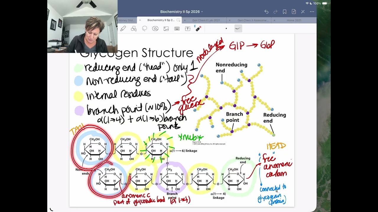 Glycogen Metabolism Walk through - Part 1 - 30K View
