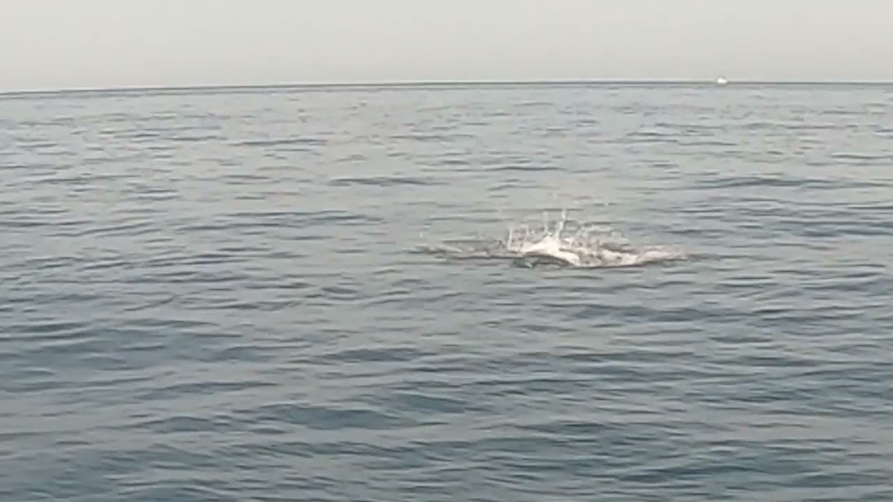 Atunes y delfines