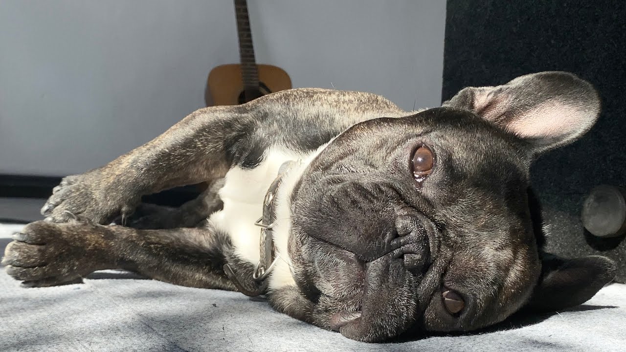 French Bulldog once upon a time in Russia