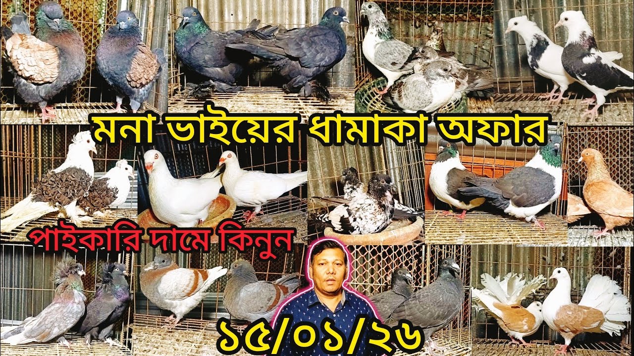 মনা ভাইয়ের ধামাকা অফার দেখুন পাইকারি দামে কিনুন | pigeon video | কবুুতর | fancy pigeon | pigeon |
