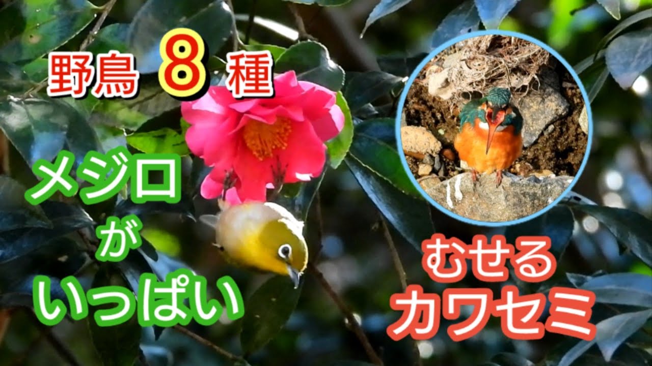 楽しい野鳥の表情８種　メジロ　カワセミ　石神井川　1月上旬〜中旬