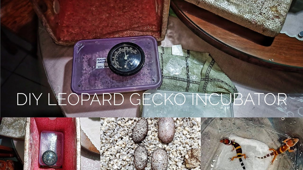 DIY Leopard Gecko Incubator!!! Basic Needs | Nicoz Vitor