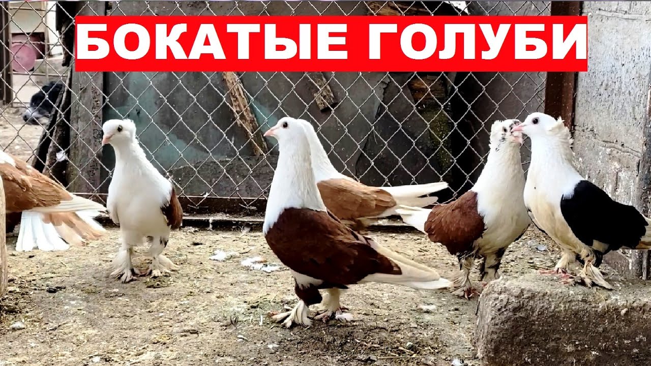 Красно-бокие, желто-бокие, черно-бокие бойные голуби