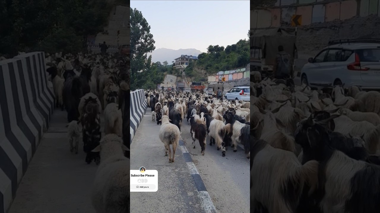 HIMALAYAN NOMADIC SHEPHERD'S TRAVELING WITH THEIR SHEEP'S AND GOATS.. HIMALAYAN SHEPHERD'S
