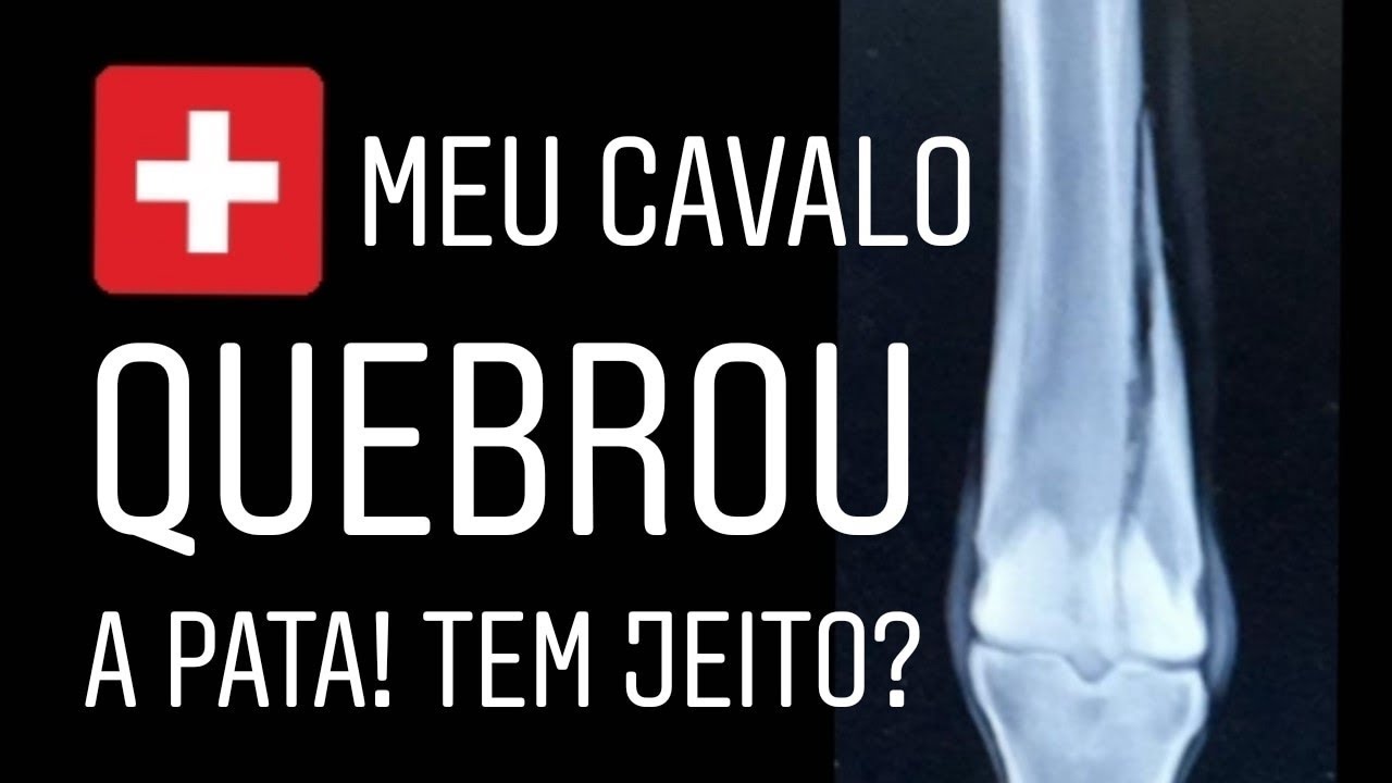 POR DENTRO DO BICHO | MEU CAVALO QUEBROU A PATA - EXISTE SOLUÇÃO