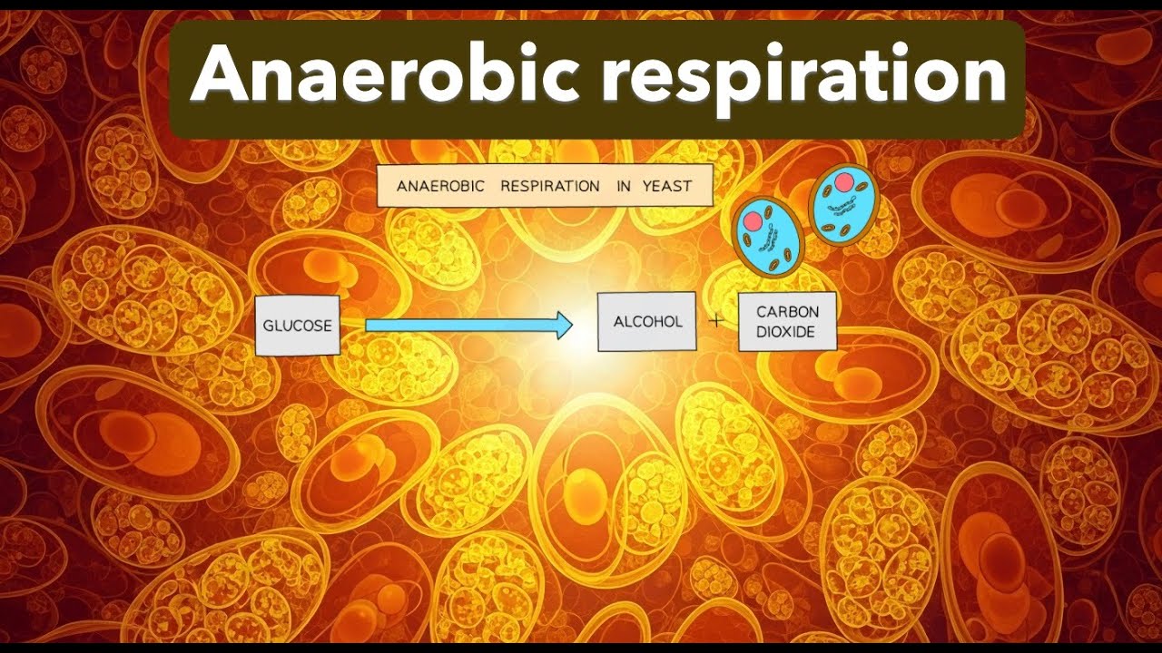 ANAEROBIC RESPIRATION