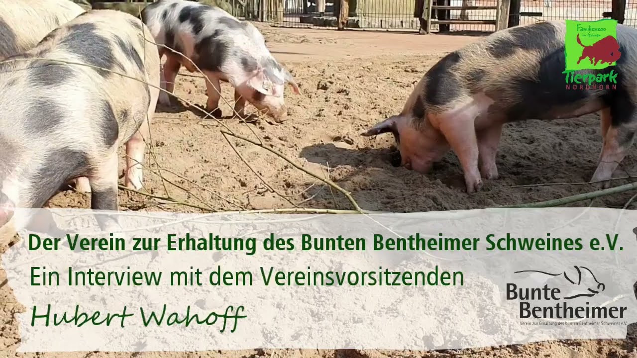 Interview Hubert Wahoff, Vorstand vom Verein zum Erhalt des Bunten Bentheimer Schwein