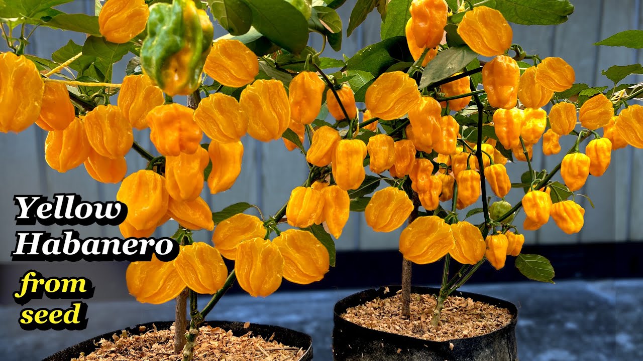 Growing Yellow Habanero Peppers from Seed - Step by Step