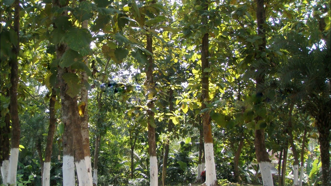 SCIENTIFIC NAME : SAL TREE
