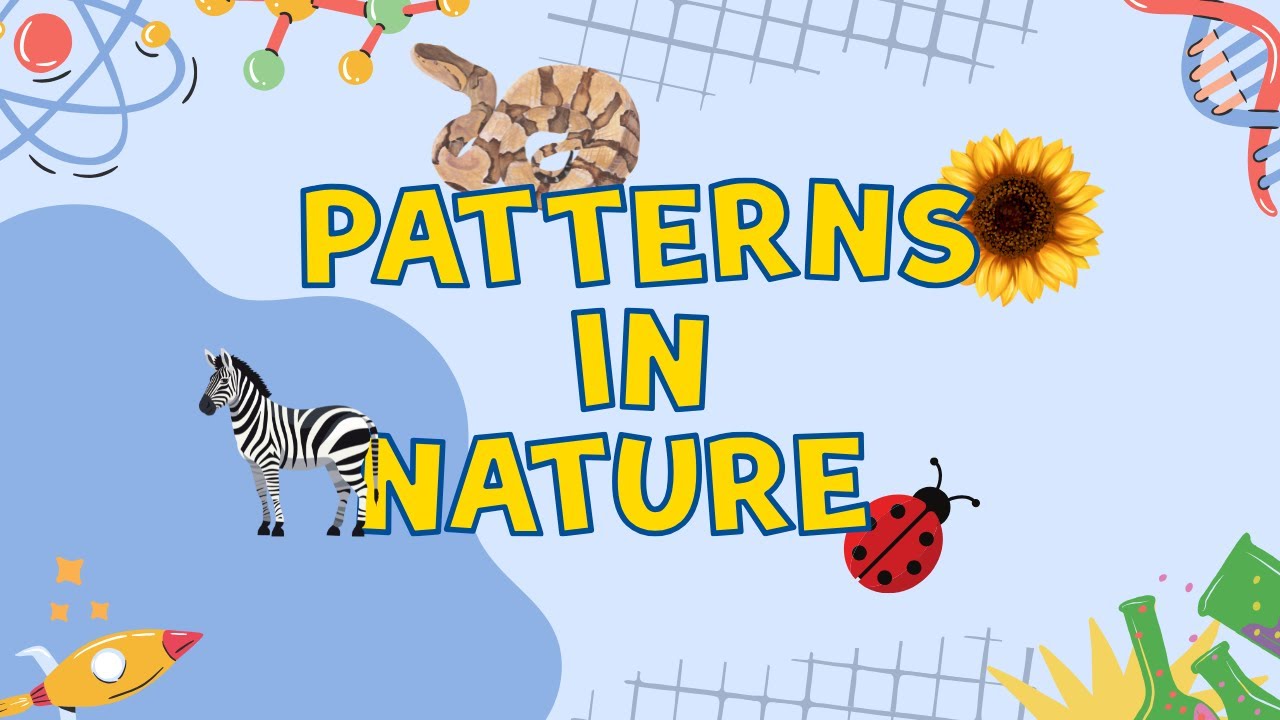 Patterns in Nature | Finding and Creating Patterns with Natural Objects | Videos for Grade 1 Kids