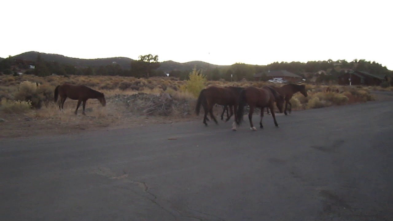 Virginia Range Stallion Snaking His Mares